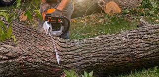 Best Storm Damage Tree Cleanup  in Lakeland South, WA