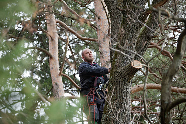 Best Hedge Trimming  in Lakeland South, WA